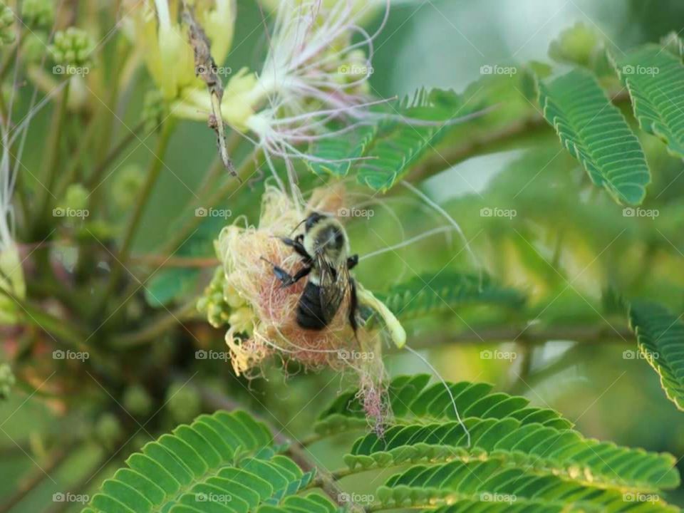 A bee in my neighborhood.
