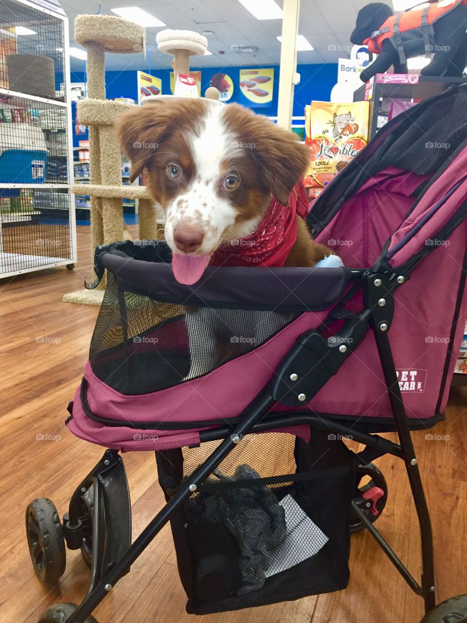 Australian Shepherd puppy riding in a dog carriage in a pet supply store