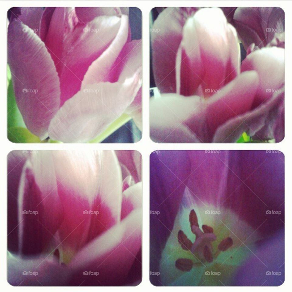 vacker blomma tulpaner