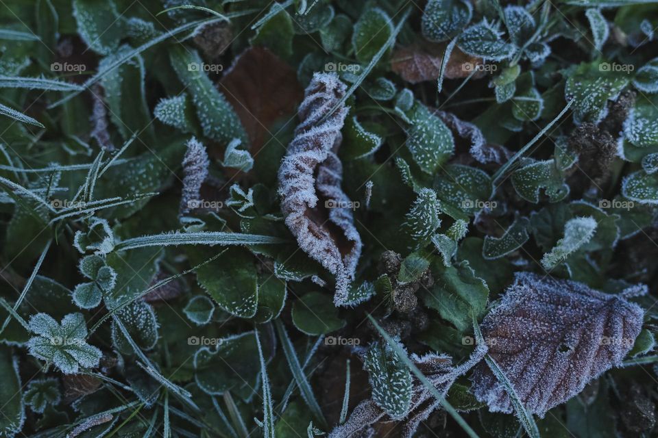 Frosty Marvels, nature’s icy artistry 