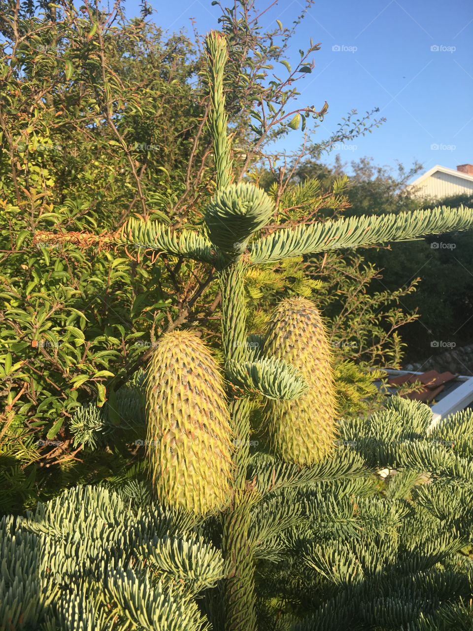 Spruce cones, huges