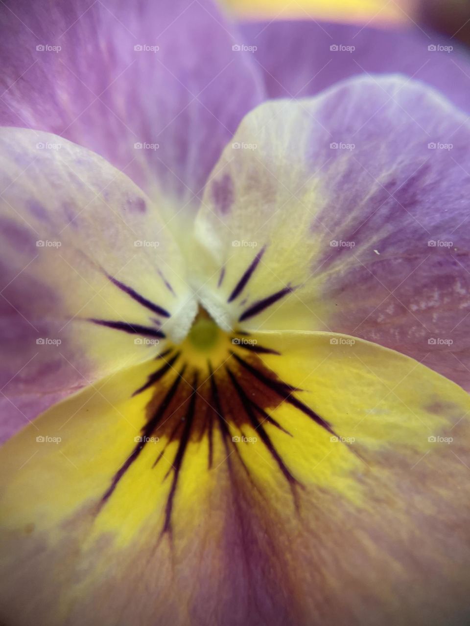 Stiefmütterchen Blume Flower 