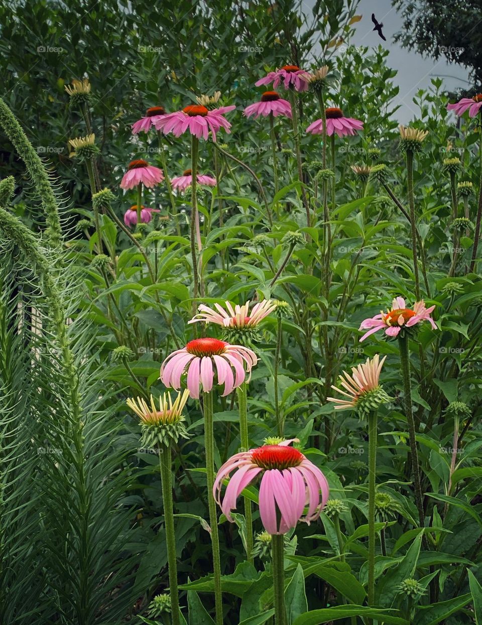 Coneflowers growing wild in a field