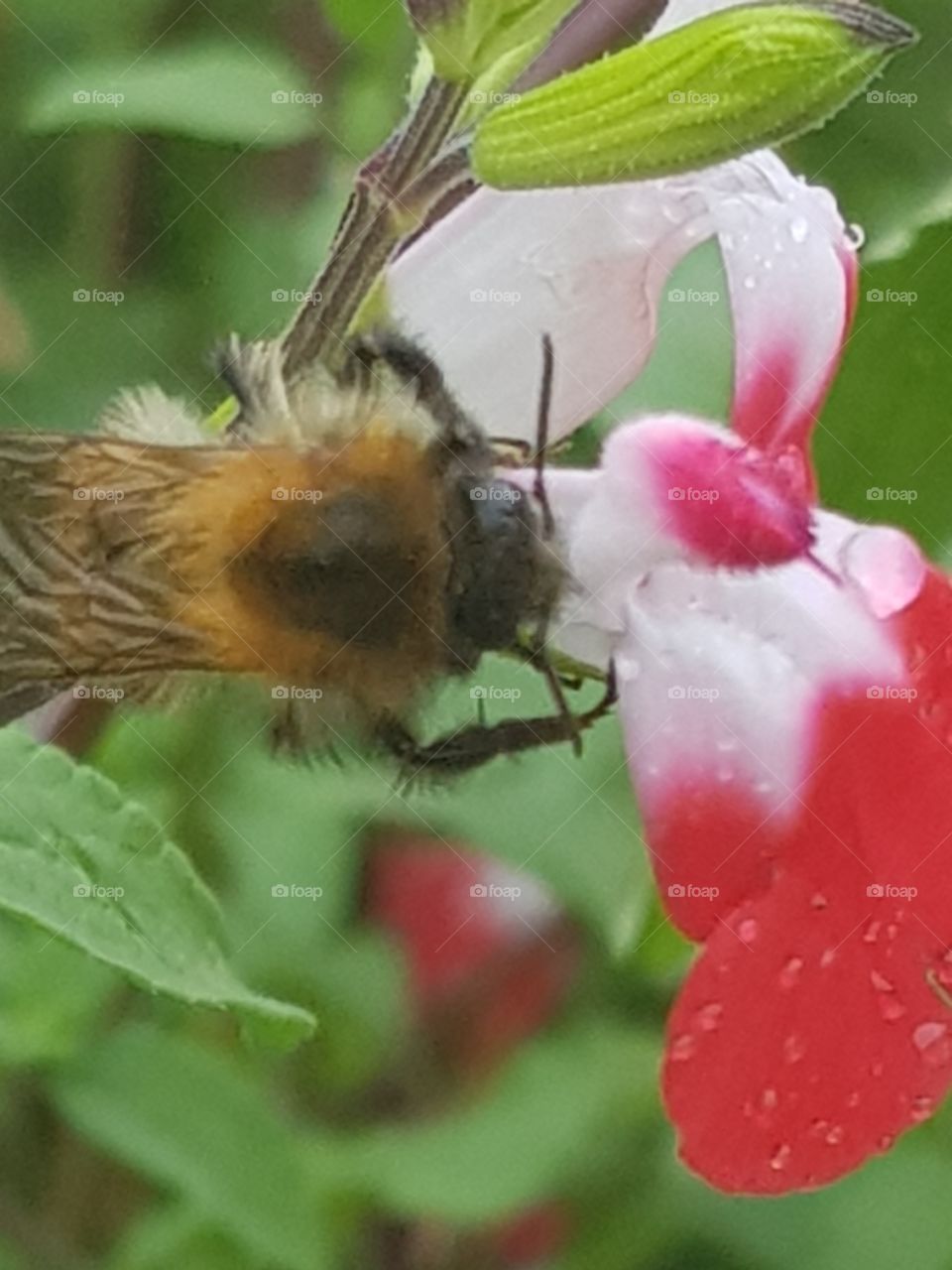Clear macro close up of a furry bee collecting pollen from a delicate dew covered red and white flower