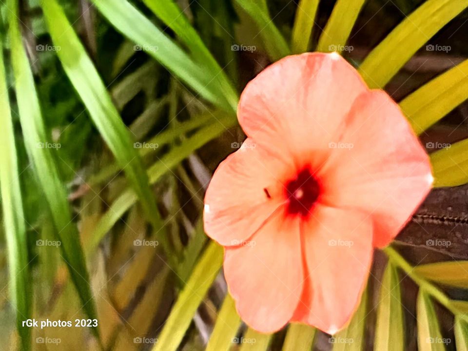 sunny colored periwinkle in palm leaves