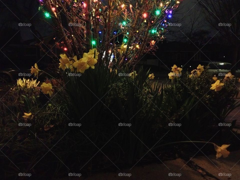 Christmas lights and daffodils