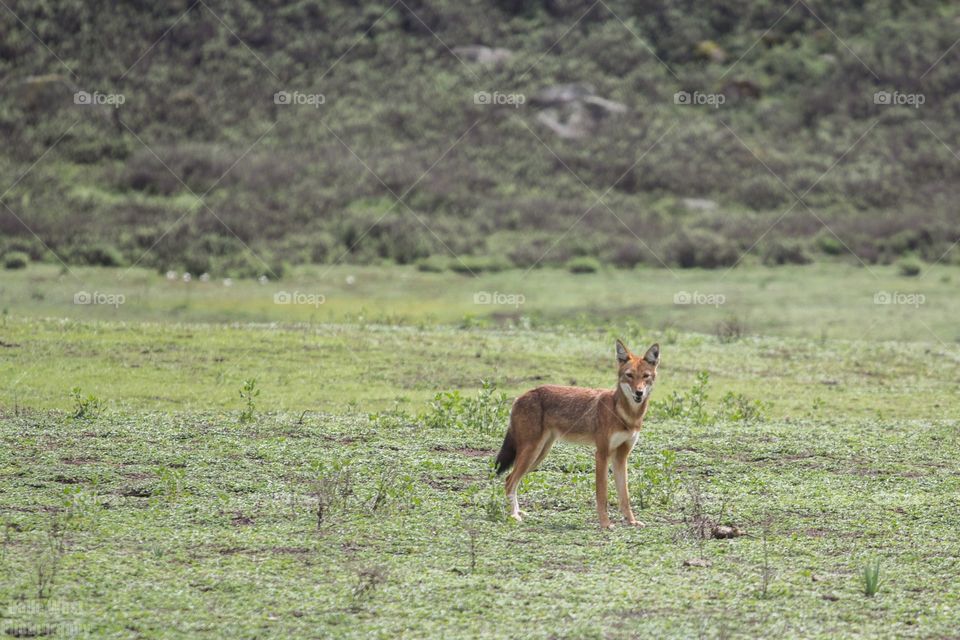 Ethiopian wolf 35