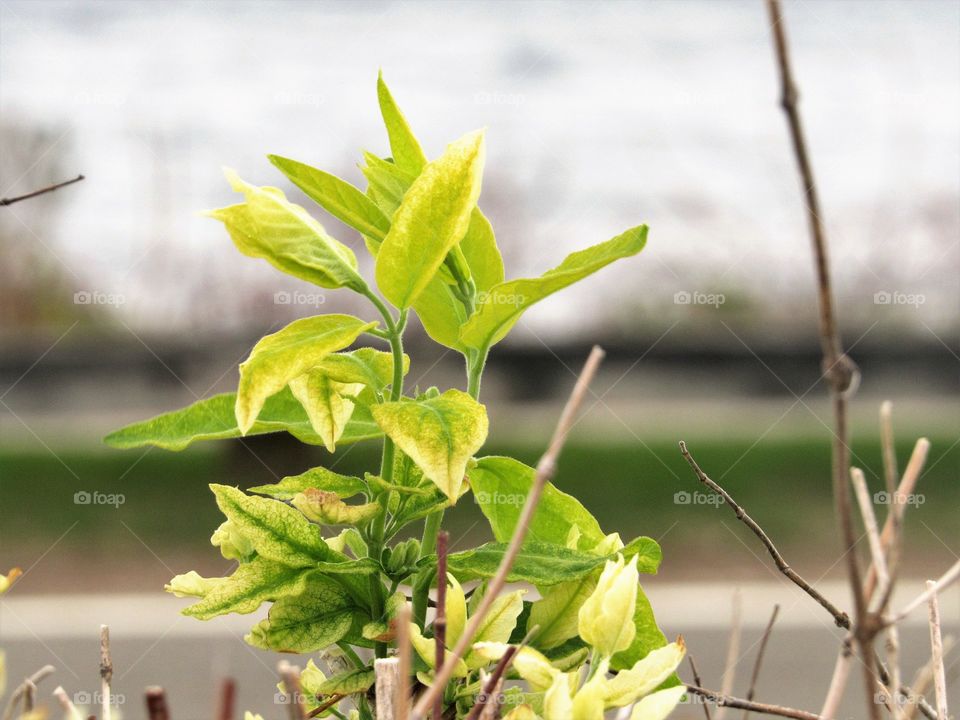 New York, Long Island, East Hampton, small plant, green, yellow, plant, blurred image, blurred background, closeup,