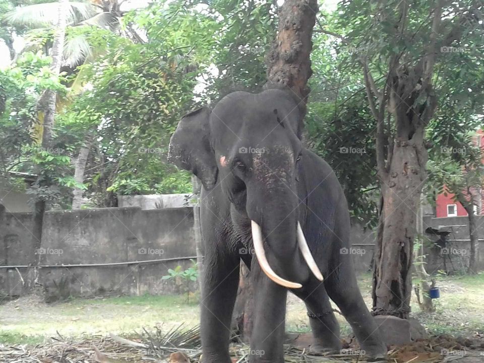 Sri Lankan Elephant..