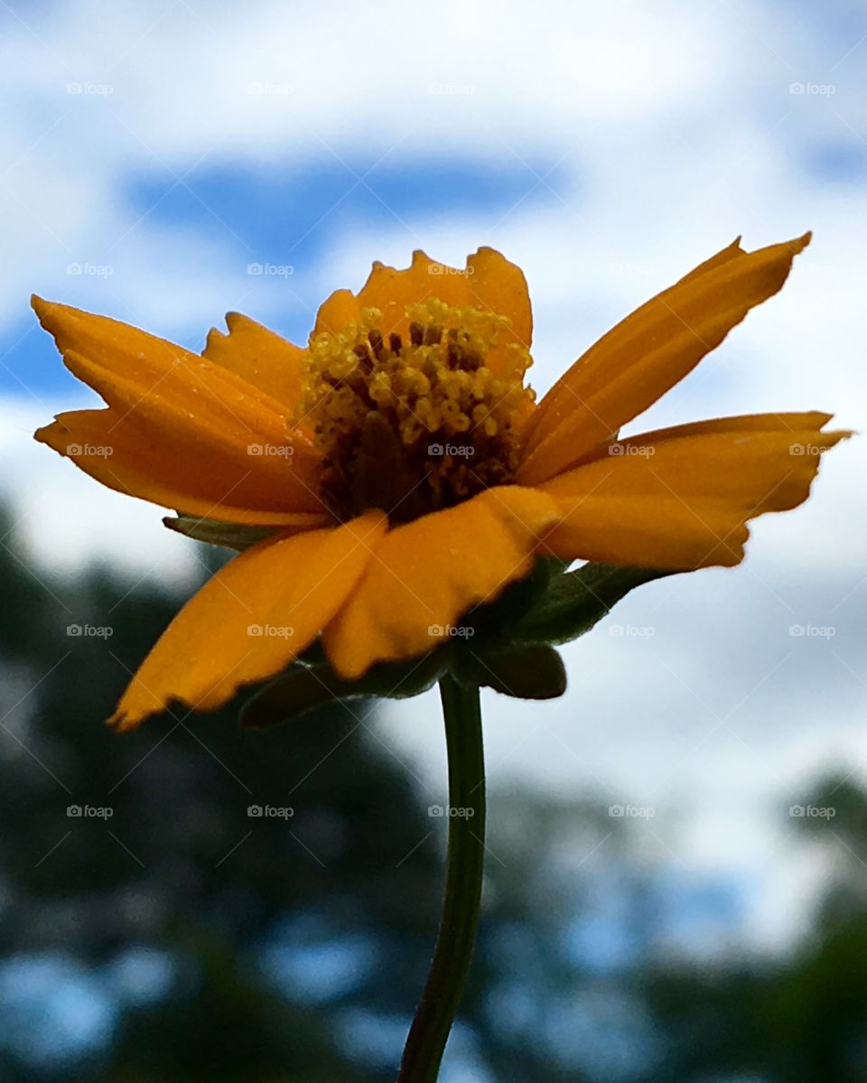 Orange Mouse Ear Coreopsis, close up, sky background!