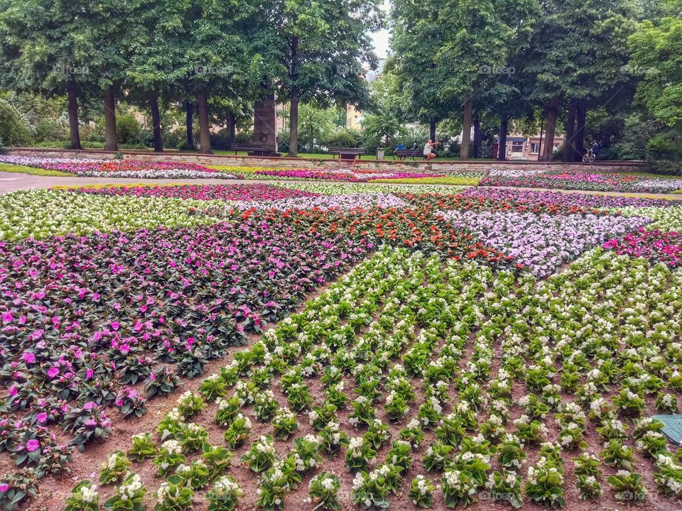 A field of Colourful Flowers