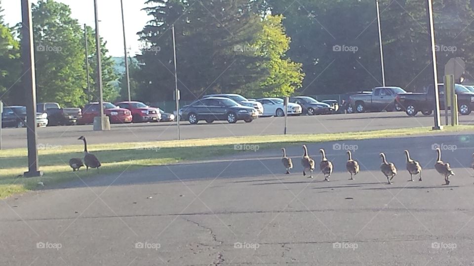 a line of geese