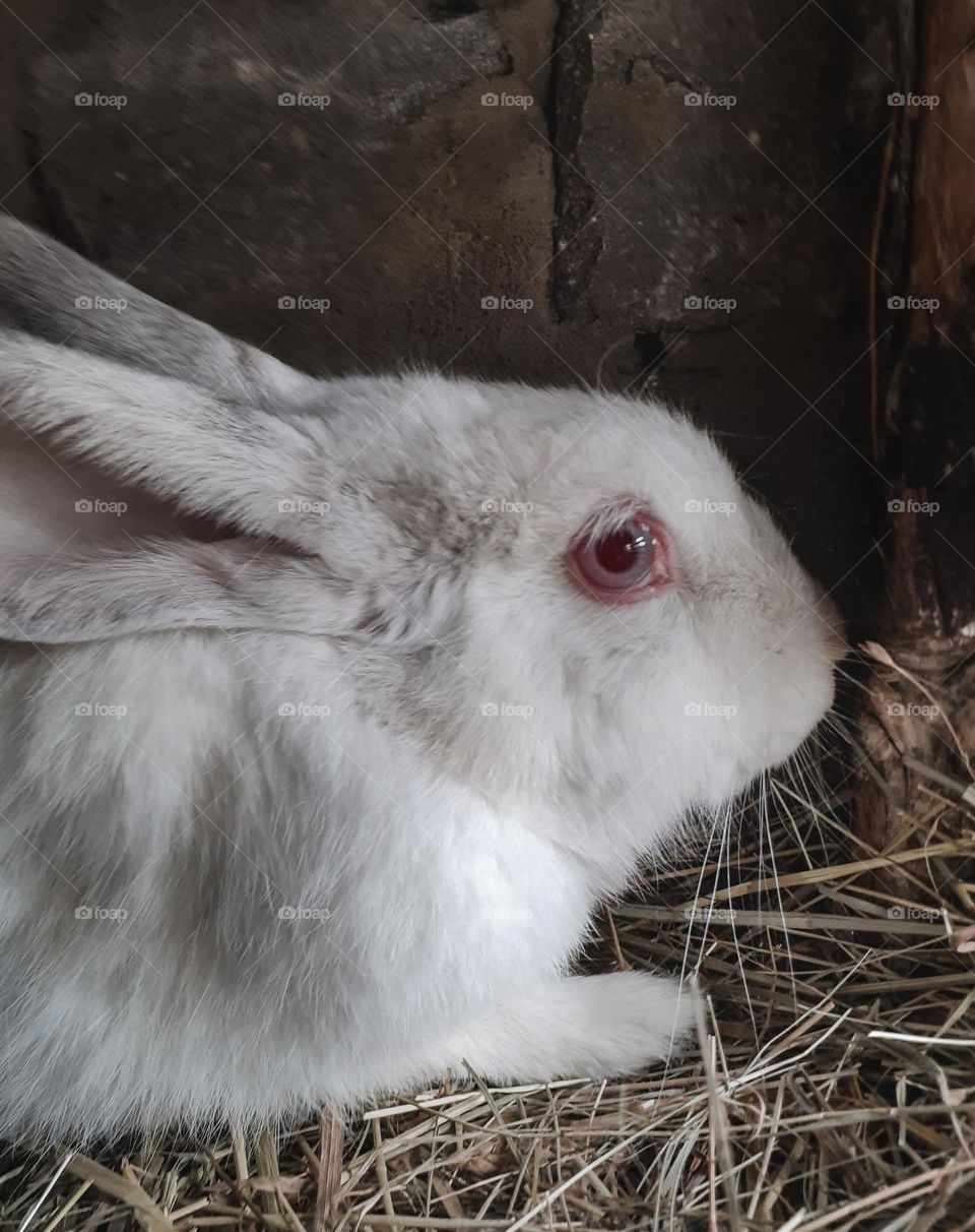 Білий кролик