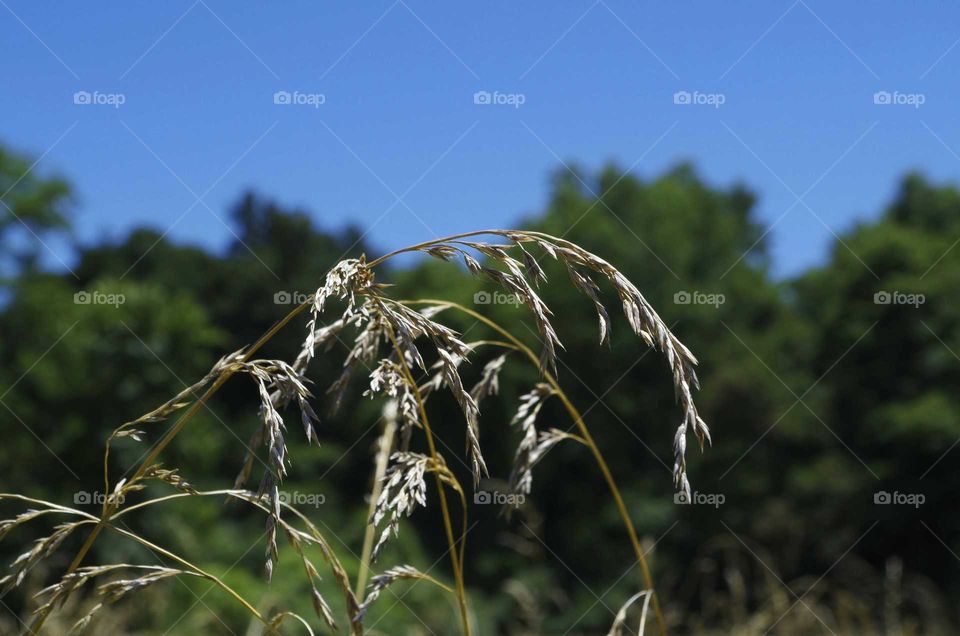 Tall grass in front of a clear blue sky.