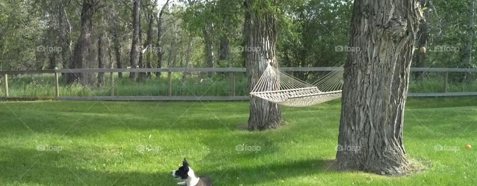 hammock. Ranch life