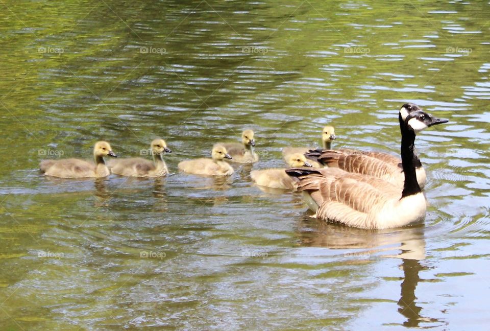 Family of ducks