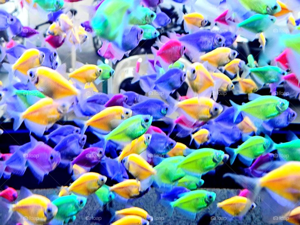 A large group of colorful fish