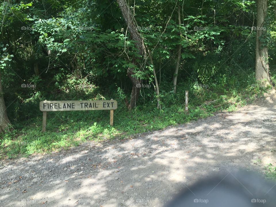 Wood, Guidance, Nature, Leaf, Tree