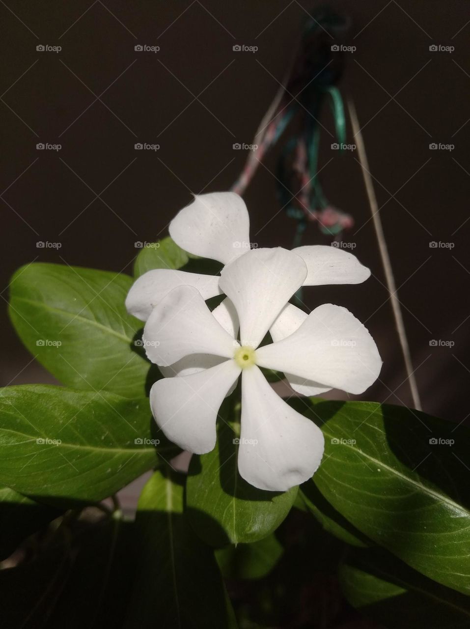 periwinkle white flower looks very beautiful generally found everywhere fresh seasonal