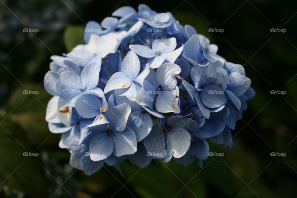 Hydrangea