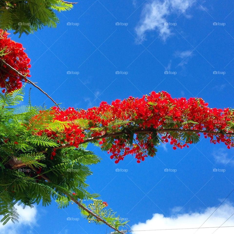 The Beautiful Flowers In Hawaii 