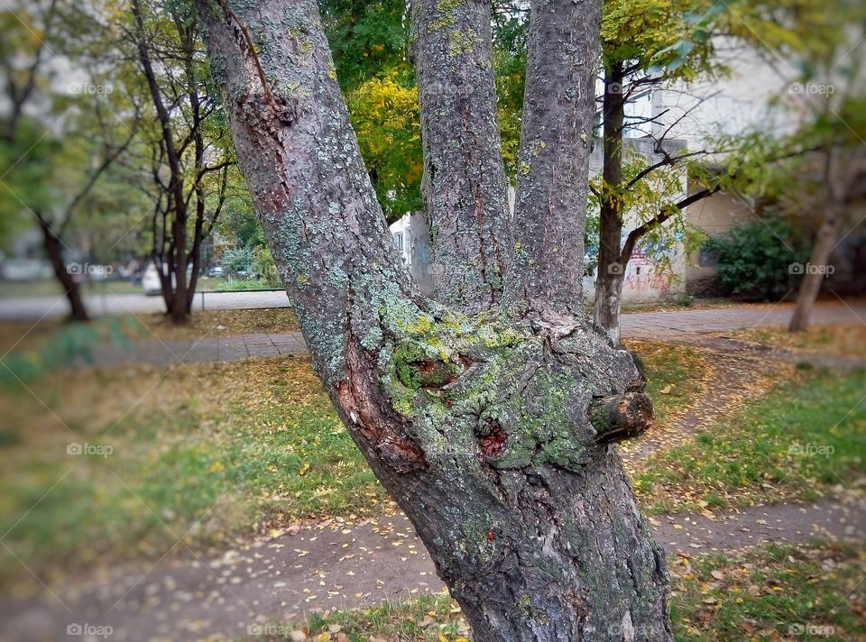 tree trunk ствол дерева