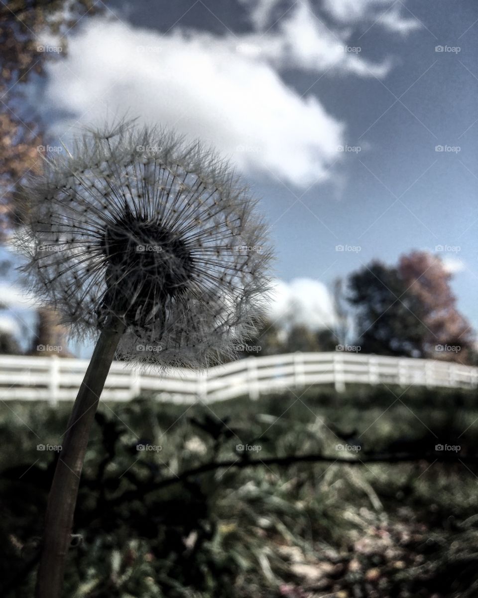 Dandelion