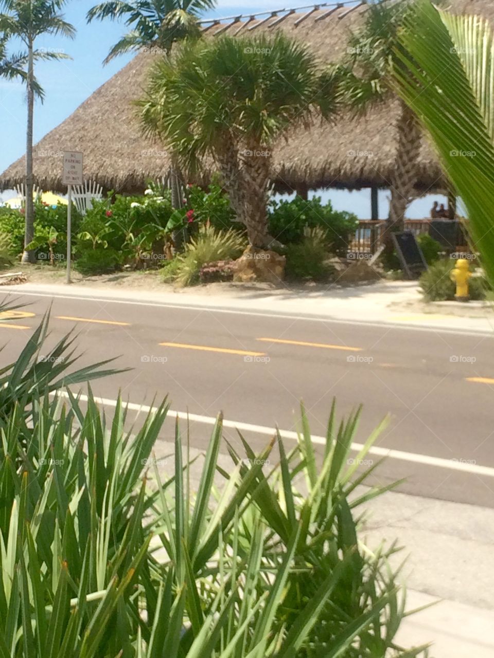 Summer, No Person, Grass, Nature, Palm