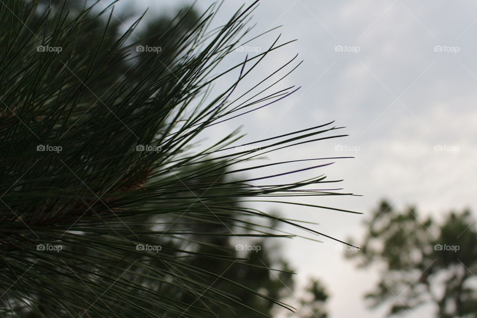 Pine tree