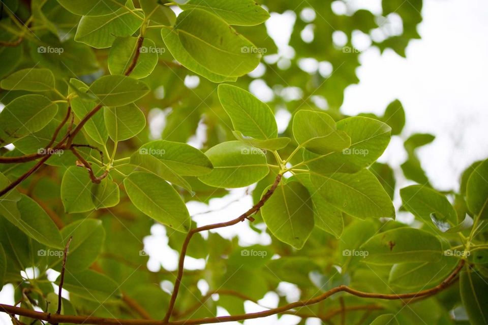 leaves