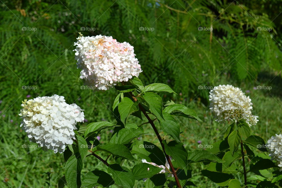 white liliac