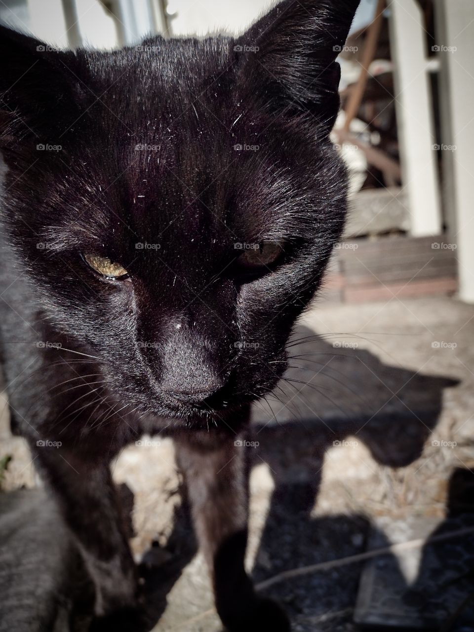 Unfiltered, beautiful, lovely close-up of a black cat