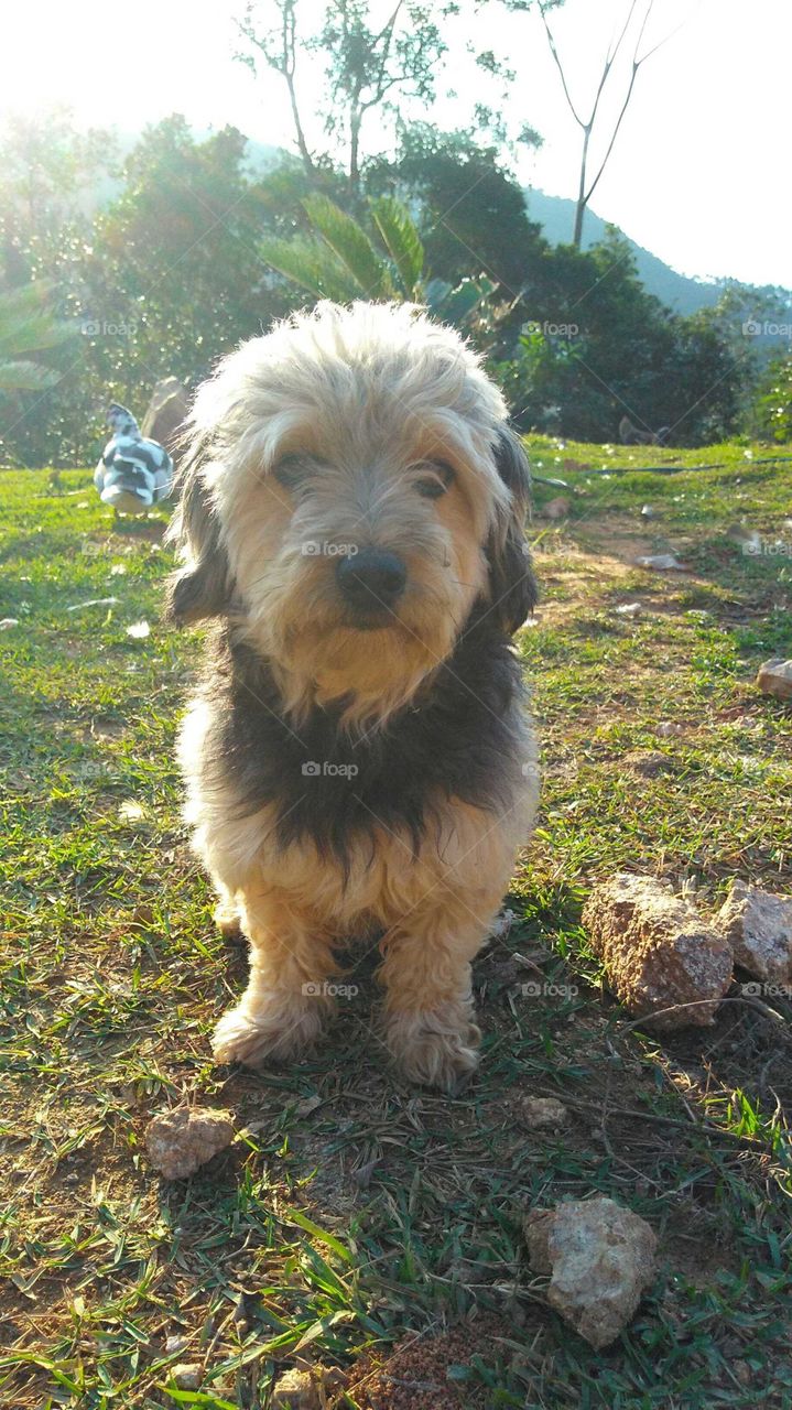 cão antes do banho