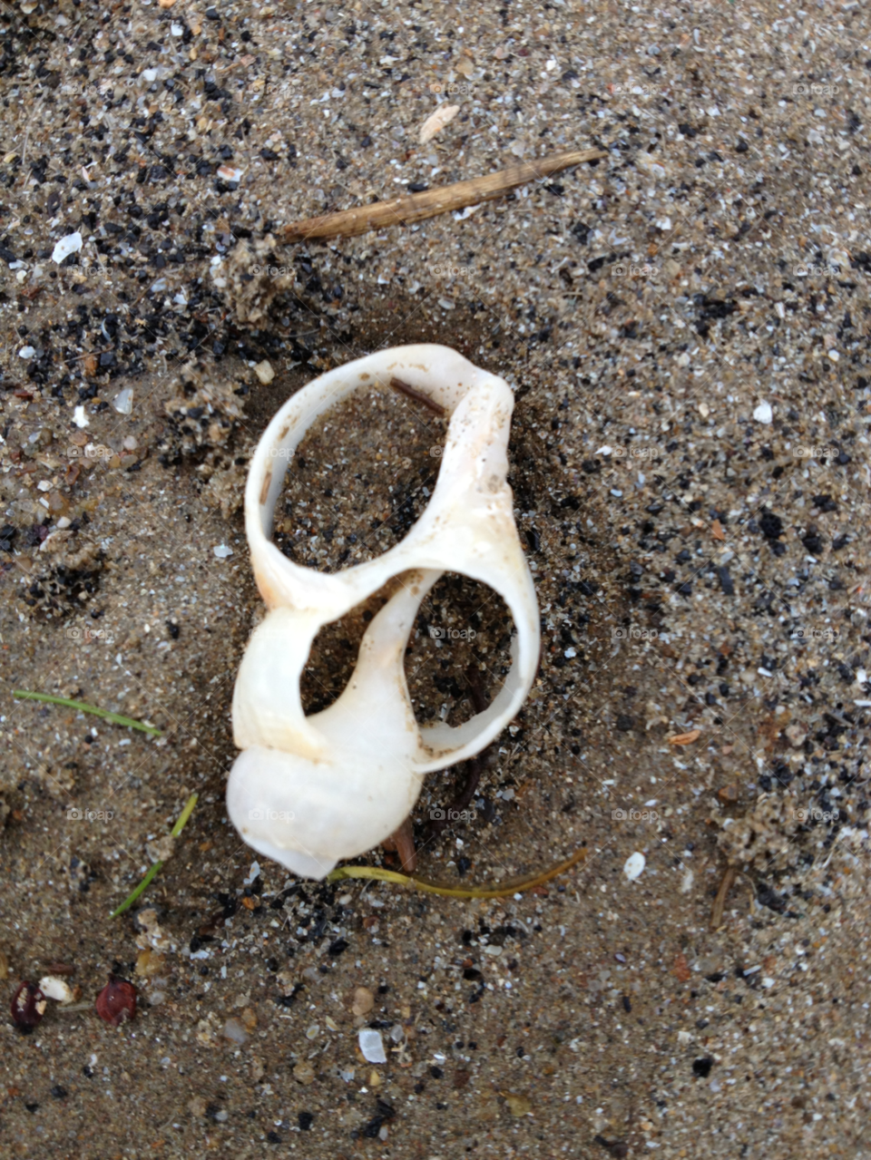 beach sand shells shingle by Ellis