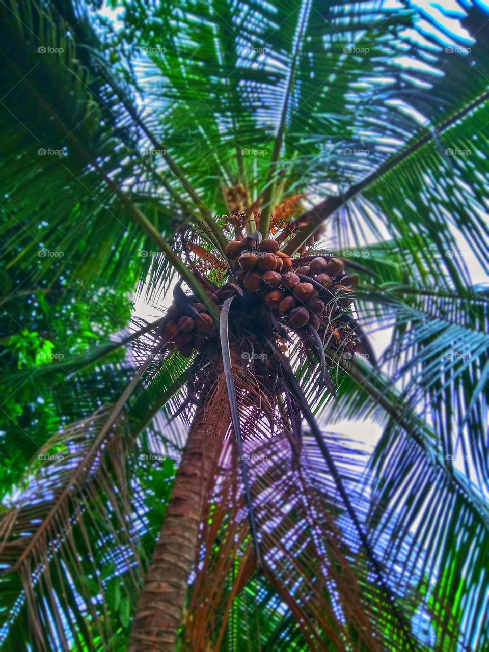 coconut tree in our garden