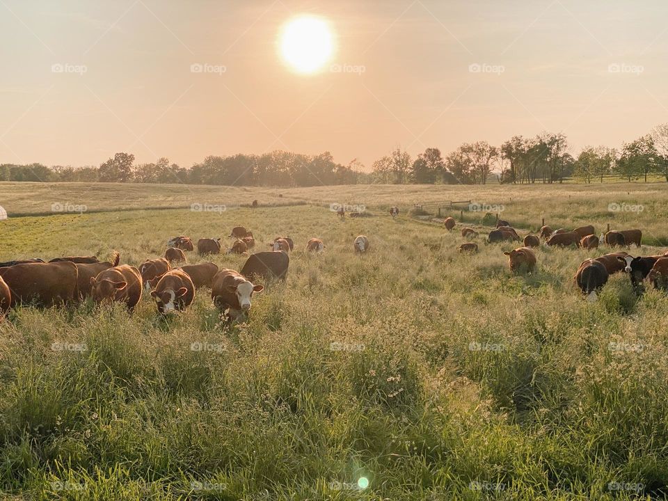 Cows in a field