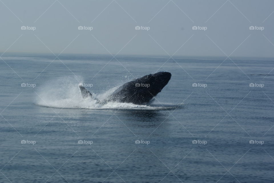 humpback whale launch