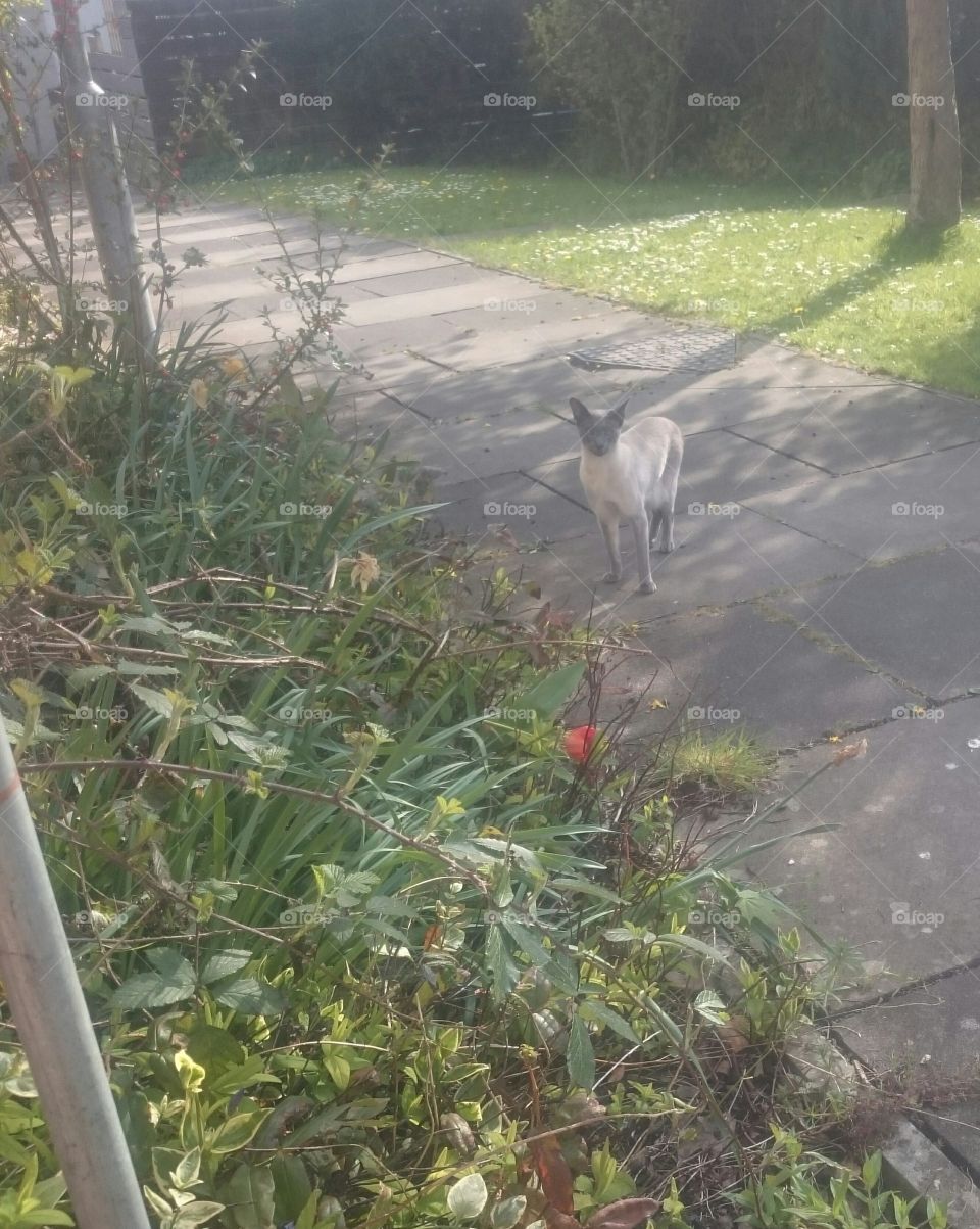 This sianase cat that goes round the block so many times a day photo taken on May 14th 2019