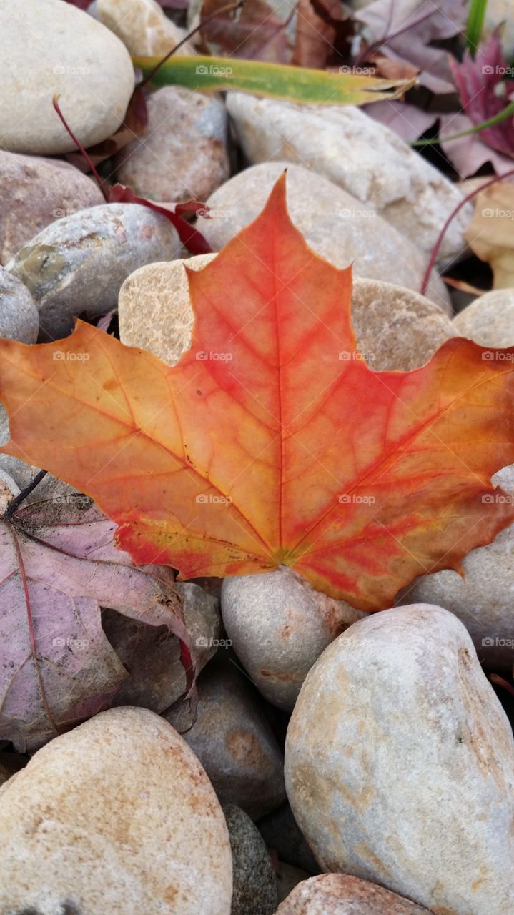 discovering colors on a walk