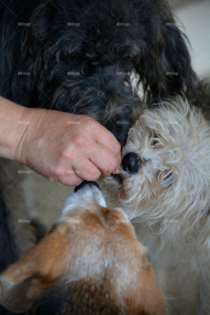 Close-up of three dogs surrounding a hand giving dog treats