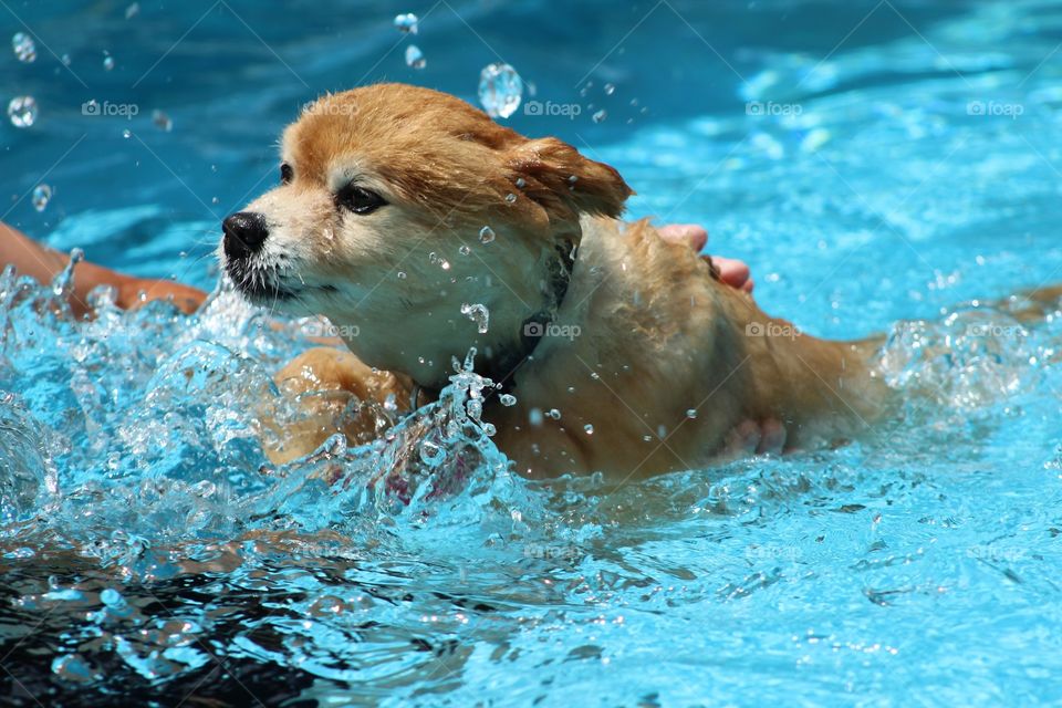 Doggy paddle 