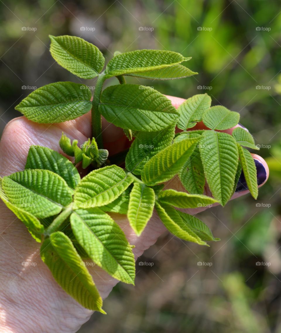 young green leaves in hand spring time