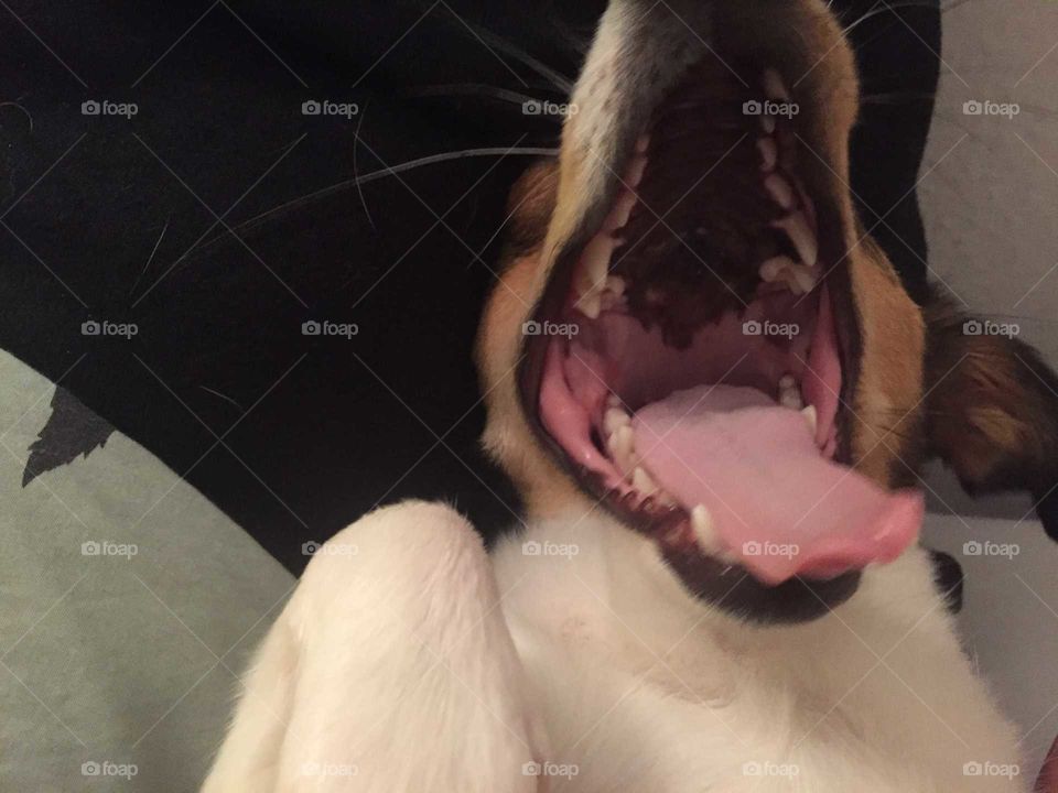 A cute dog yawning and opening mouth very wide