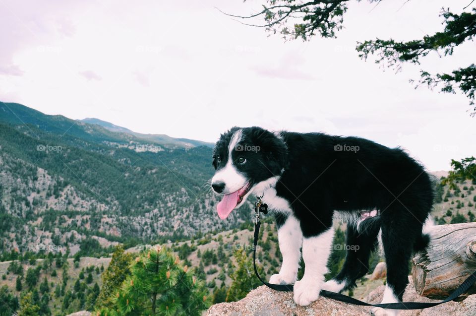 Puppy sticking out tongue, Colorado