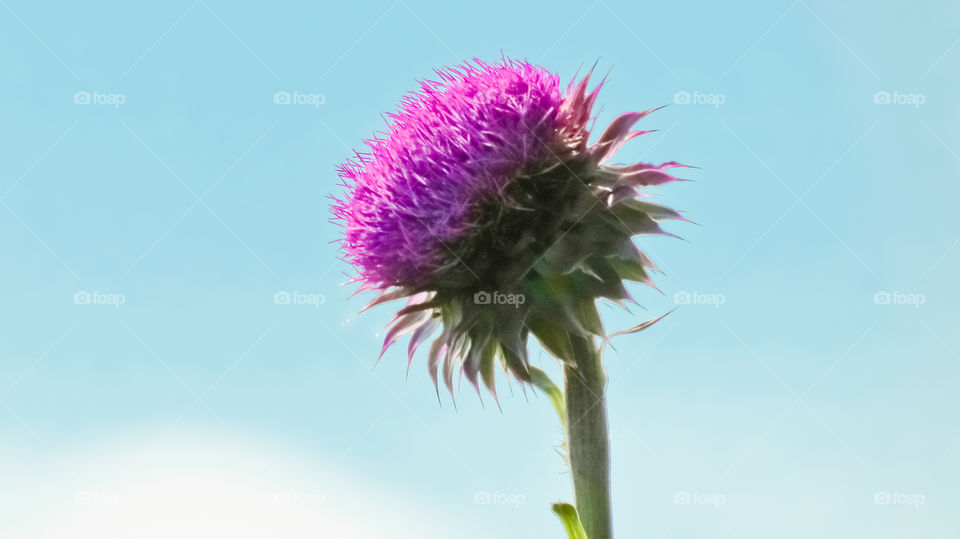 A macro shot of a purple flower blossom