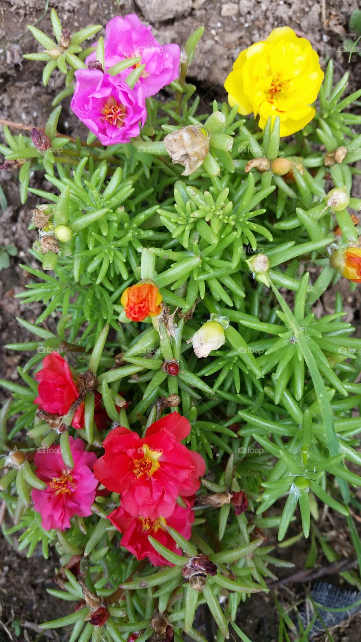 Moss Roses