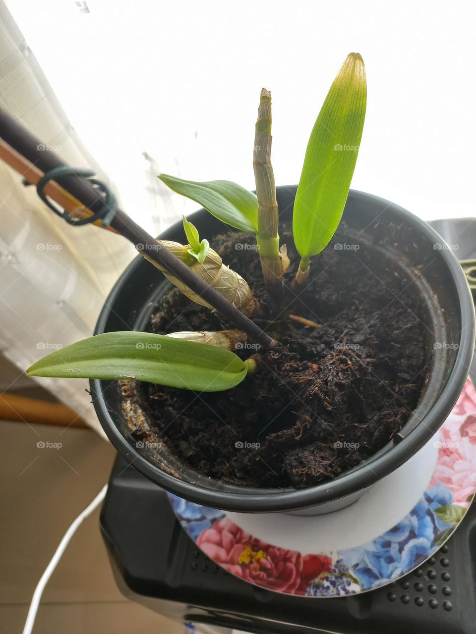 Orquidea a planta que brota flores belas,  formato exótico  e, grande variedades de cores