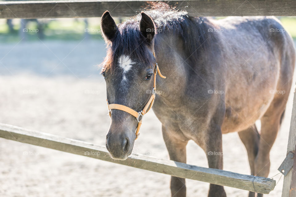 Farm, Cavalry, Horse, Pasture, Animal