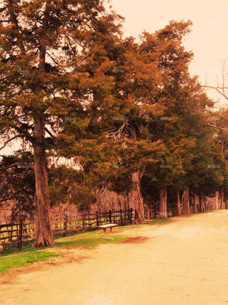 Trees in a row