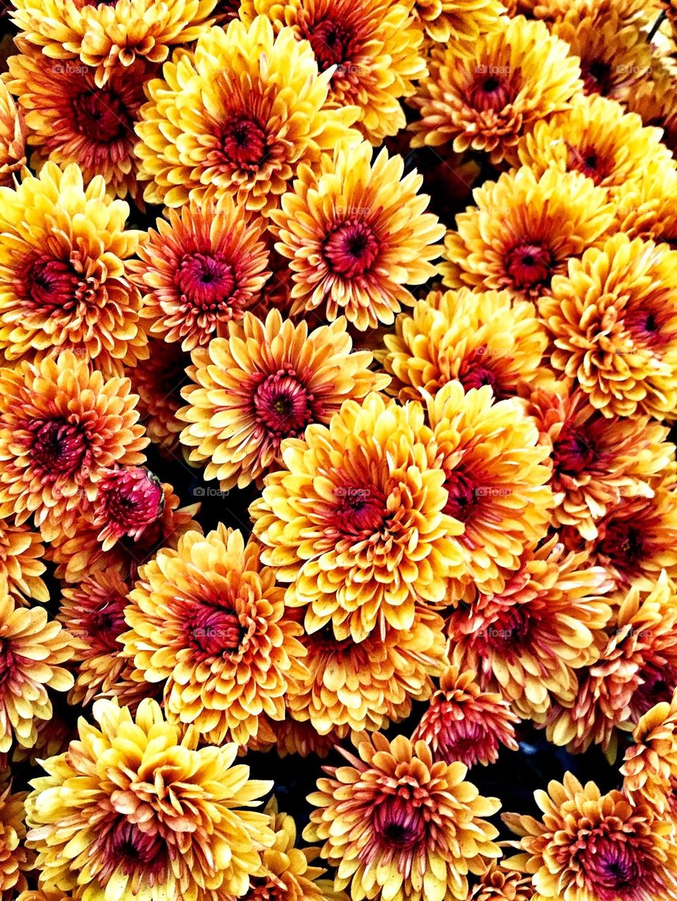 Full frame shot of chrysanthemum